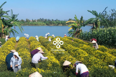 Trà hoa cúc bán ở Hà Nội – Mua trà hoa cúc sấy lạnh nguyên bông