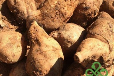 Khoai sâm đất bán ở đâu? Mua khoai sâm giá rẻ