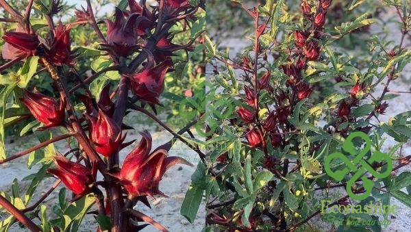 Hình dạng bông Atiso đỏ