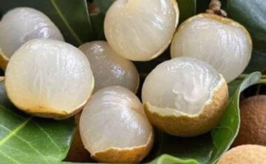 Long nhãn – từ “Tiến Vua Hưng Yên” đến vị thuốc dưỡng tâm, an thần và bảo vệ sức khỏe hiện đại