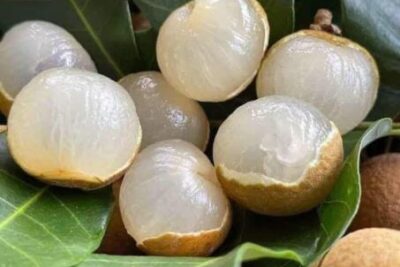 Long nhãn – từ “Tiến Vua Hưng Yên” đến vị thuốc dưỡng tâm, an thần và bảo vệ sức khỏe hiện đại