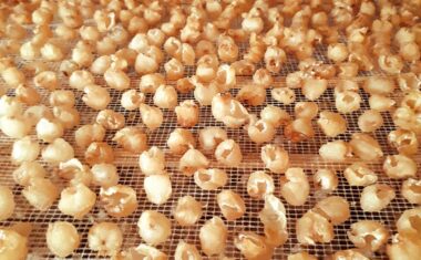 Mua long nhãn ở đâu? Chọn Econashine — Địa chỉ uy tín để an tâm thưởng thức